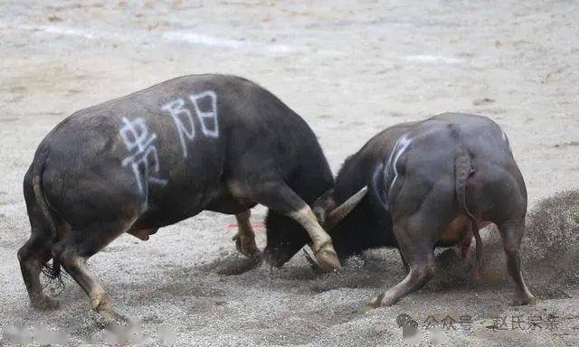 中国传奇牛王,体重近1吨打遍西南无敌手,开价百万主人都不卖!