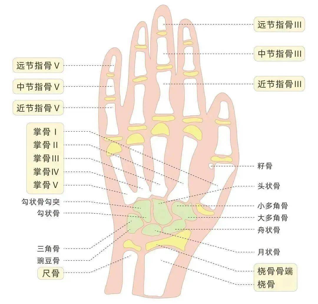 性早熟是體內管理青春發育的調節系統一一下丘腦-垂體-性腺軸提前啟動