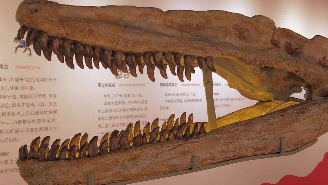 嚯!"恐龙"0304来呼和浩特了