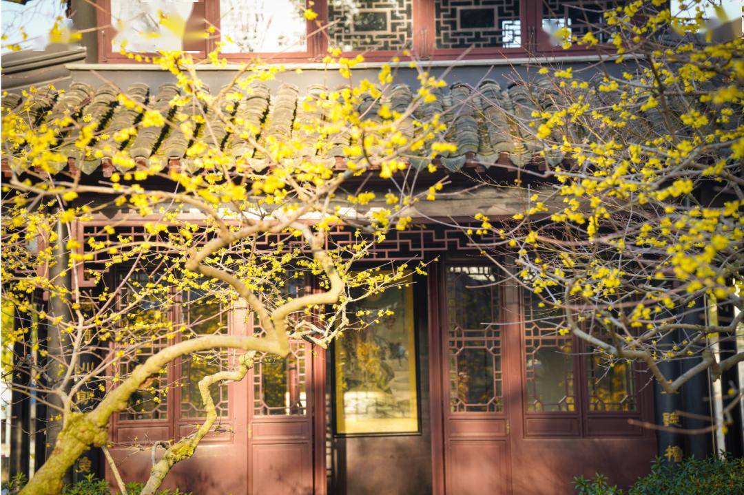 上海曲水园的梅花久负盛名,但蜡梅也同样很值得观赏.