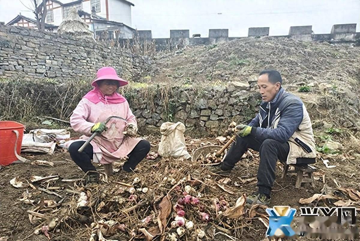 通過轉讓,租賃等方式盤活土地資源,鼓勵發動群眾參與芭蕉芋種植和管理