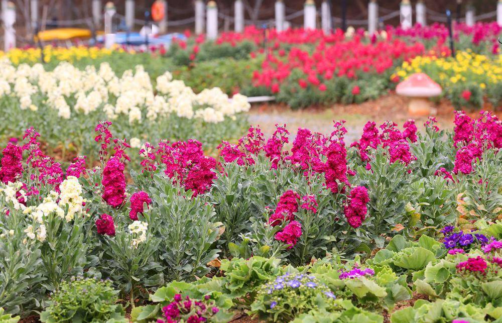 莞邑花開,來東莞赴一場新春之約_人民公園_遊客_市民