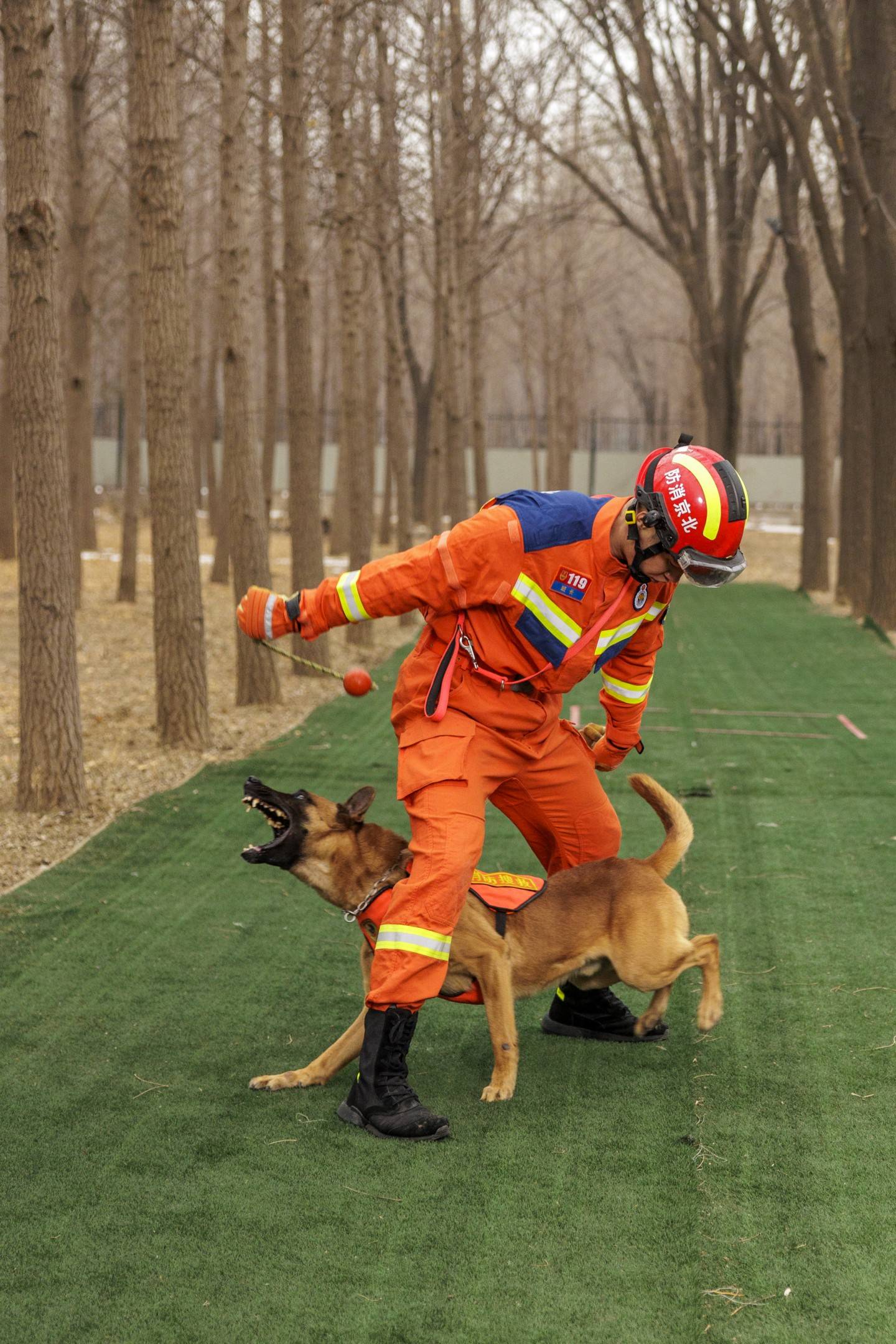 当狗狗成为搜救犬_训练_救援_朝阳区