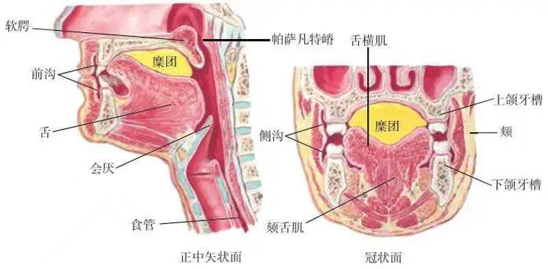 衰老對口腔準備期吞嚥功能的影響老年人口腔,咽,喉與食管等多部位的