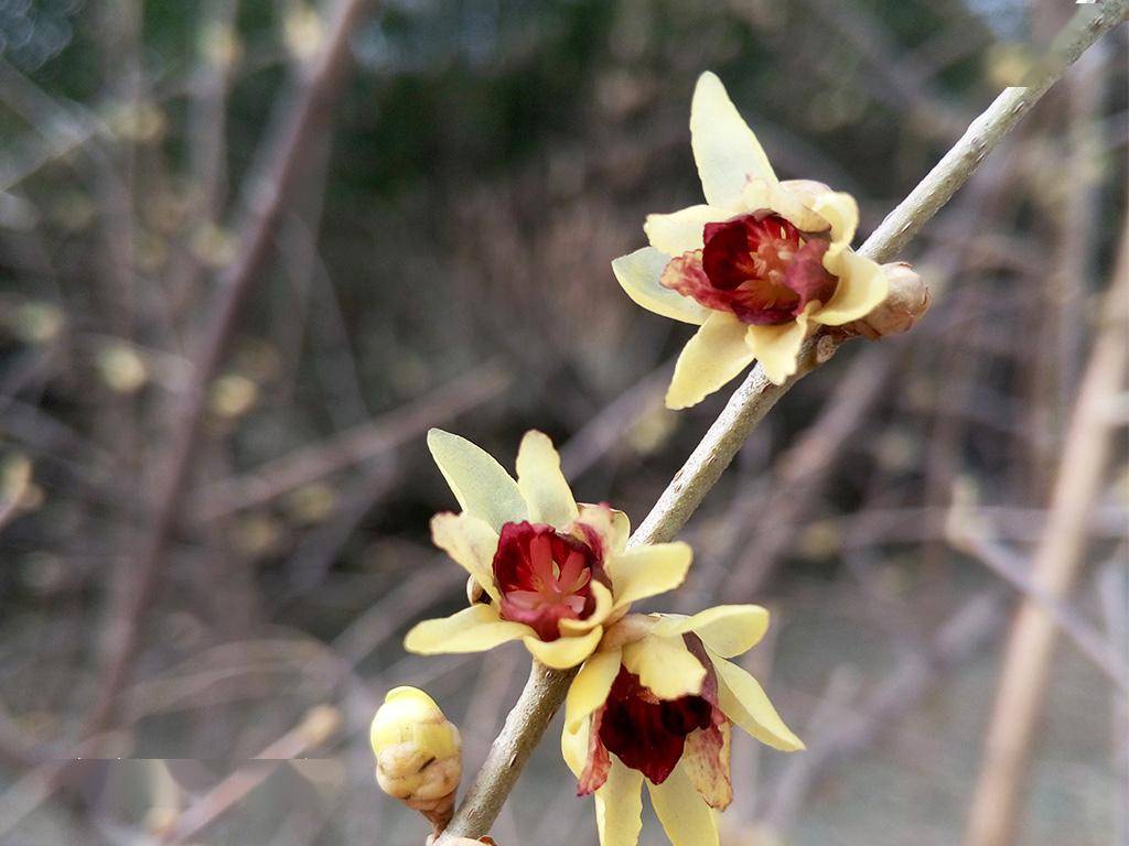 "蜡梅"还是"腊梅"?一次讲清楚——_品种_梅花_植物学