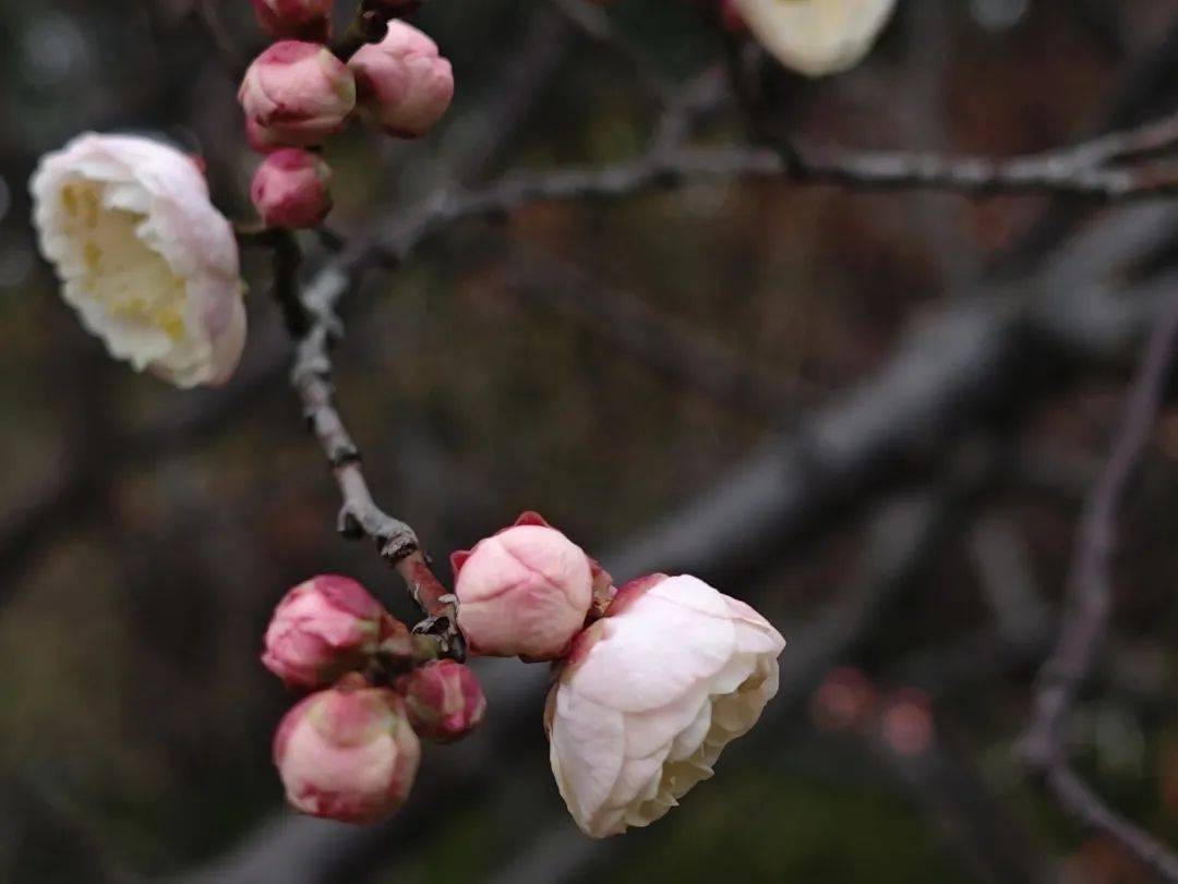 普陀区公园第一波梅花开啦,瑰丽绝伦的梅花美景等你来赏!