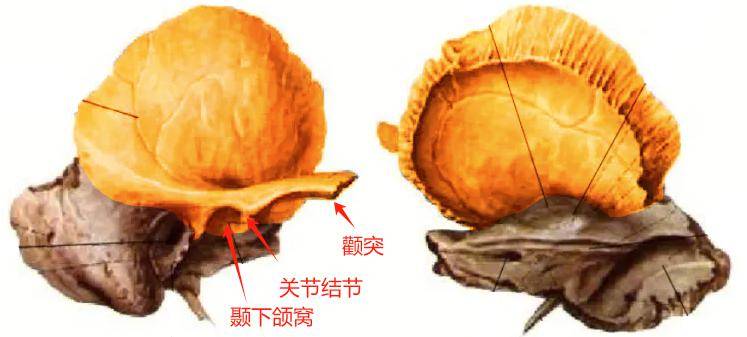 為外耳門前上方的鱗狀骨片,其外面前下份有伸向前的顴突,顴突根部