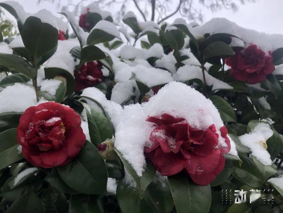 谁怜儿女花,散火冰雪中