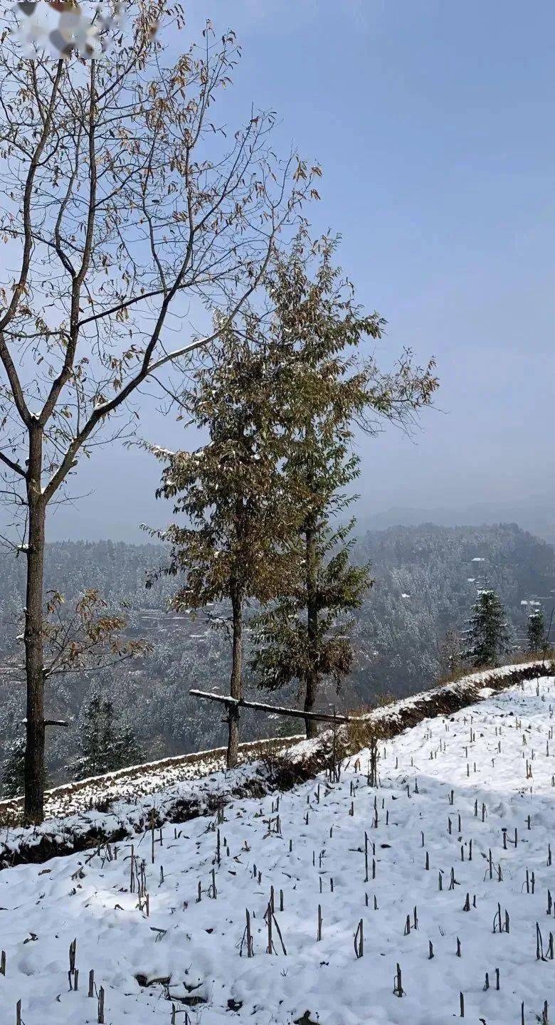 100张苗乡绝美雪景大片来袭,每一张都想收藏!_雪天_南方_雪花