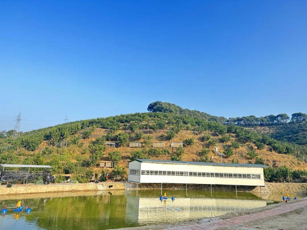 【主题教育】坂仔镇:聚焦"学,干,改",推动主题教育走实见效_乡贤_党课