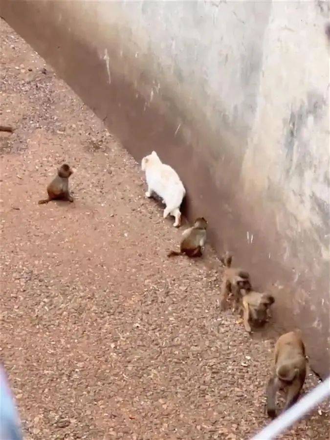 云南省昆明动物园因猴子与猫共处一事引发关注.