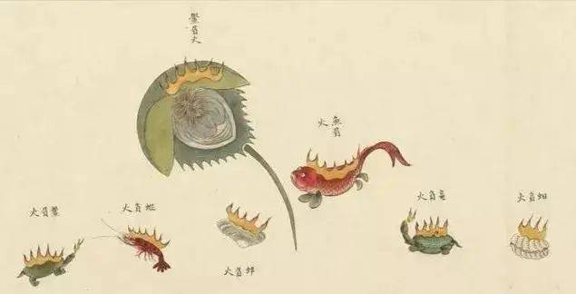 海洋生物_聶璜