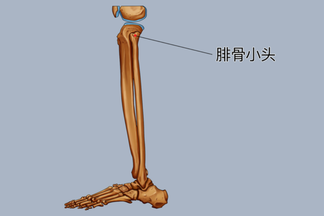 腓骨位置解剖图图片