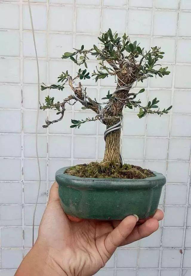 步骤_小牛_过程