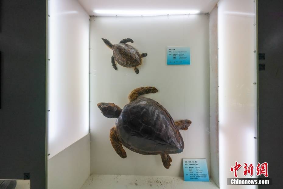 走进中国首家以灰鲸为主题的海洋生物展馆_标本_中新社_贾天勇