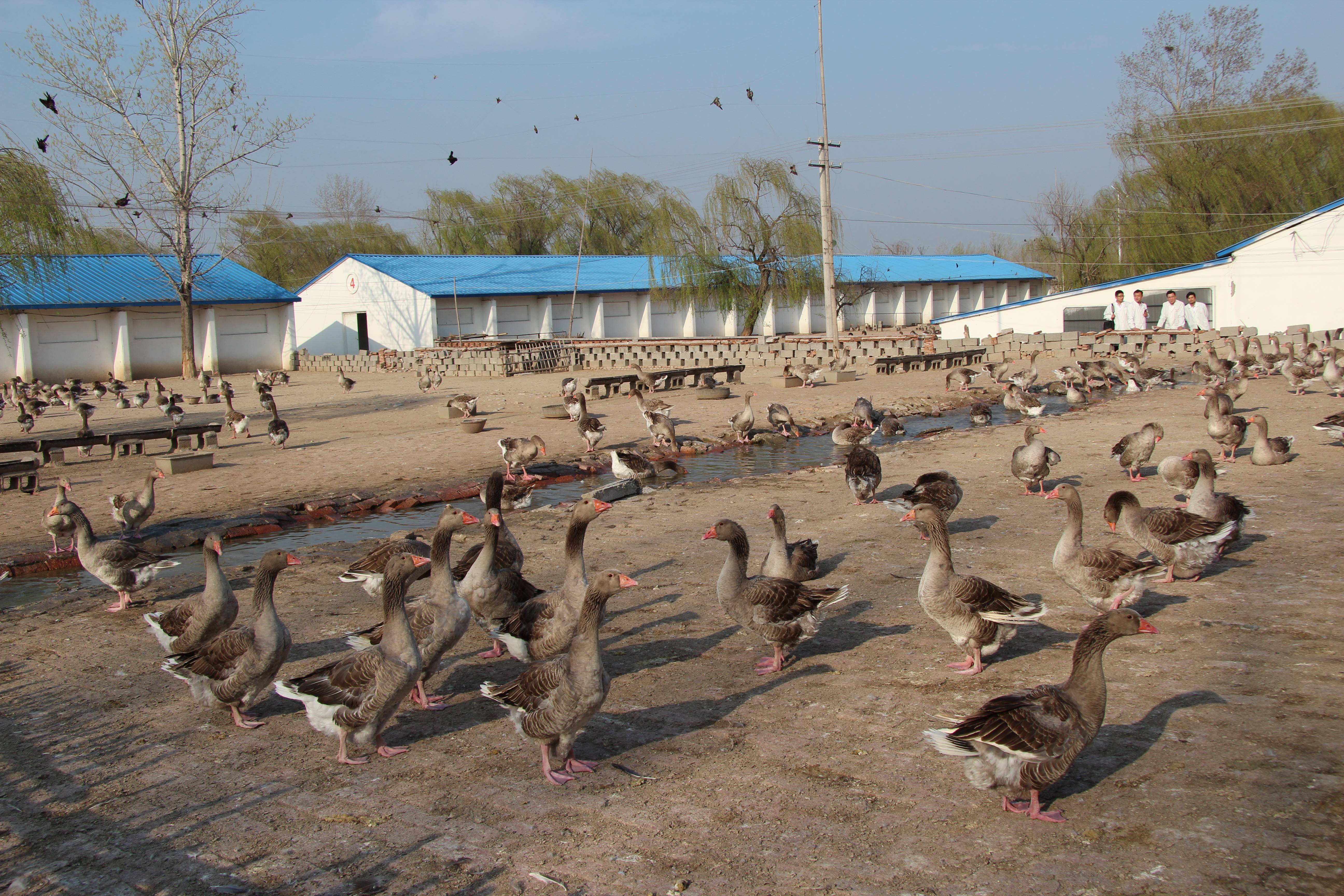 新春走基层丨"洋鹅"带动10亿元大产业——山东临朐特色养殖业走访见闻