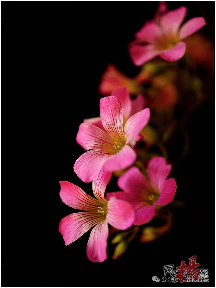 【图集】侧光花草_光线_画面_摄影