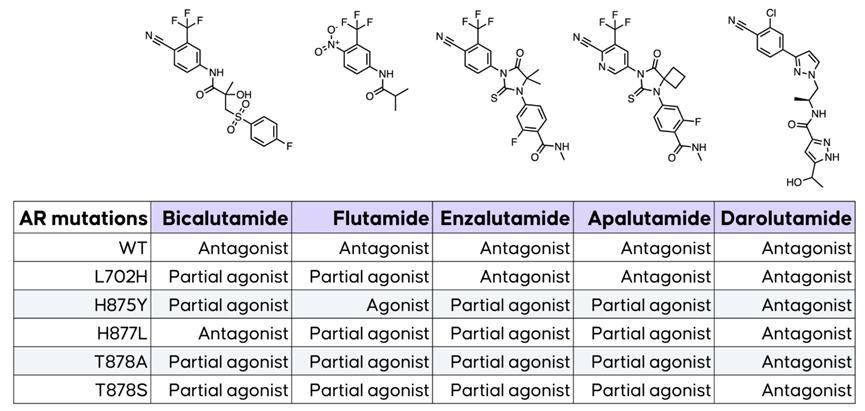 以雄激素受體抑制劑為例,已上市的恩雜魯胺等藥物通過拮抗ar受體的
