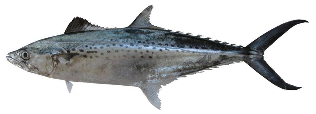 scomberomorus guttatus斑点马鲛95分别是在我国有5种马鲛鱼95