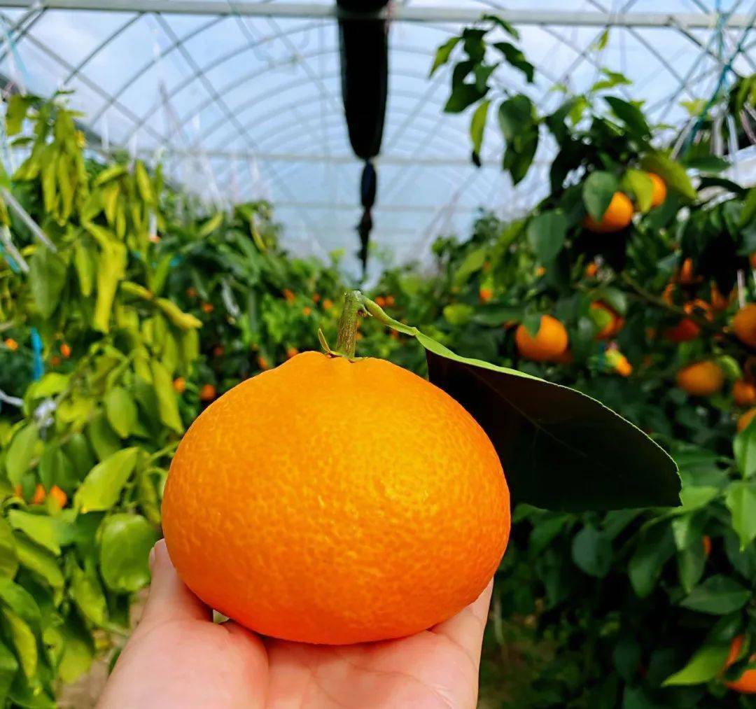 象山"红美人"【可以喝的柑橘】,皮薄肉厚,口口爆汁!