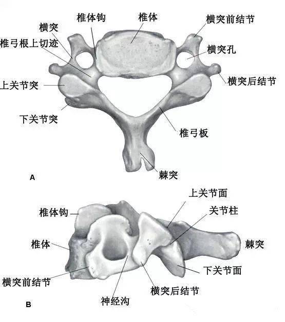 椎骨的一般形态包括:锥体,椎孔,椎弓根,椎弓板,横突,棘突,上关节突