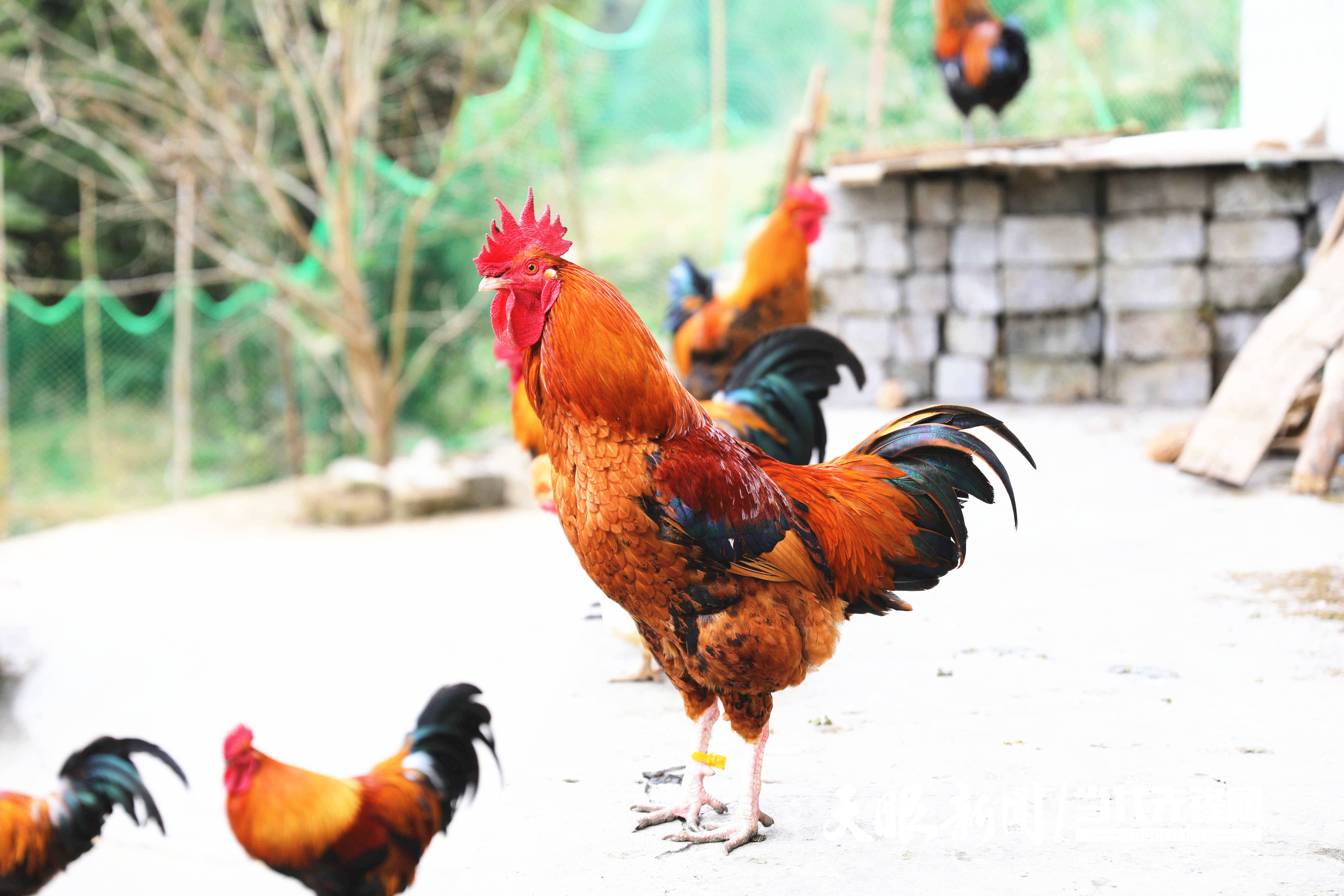 绥阳 抓住鸡遇00后新农人逐梦乡村