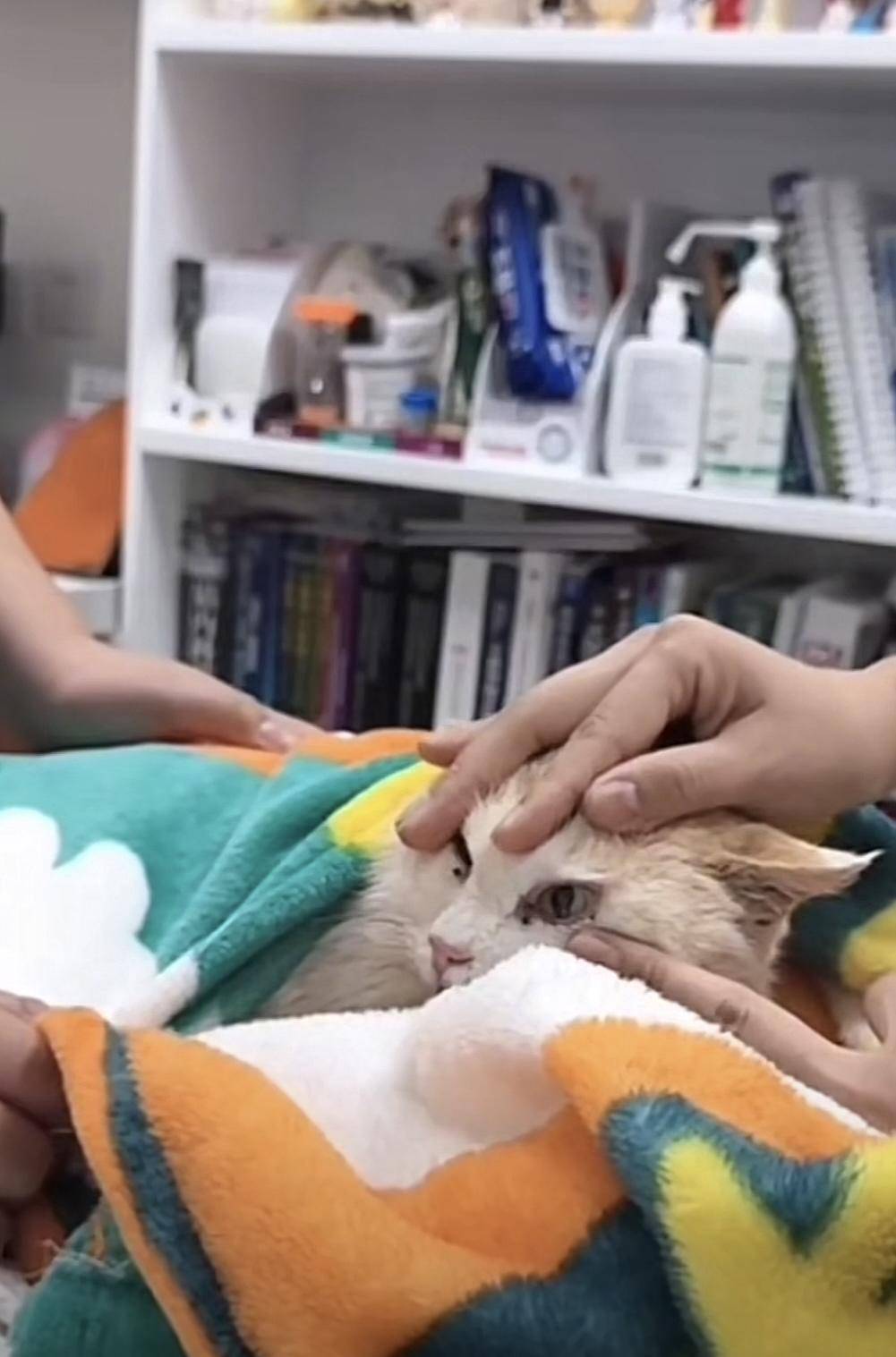 专家谈昆明动物园“猴猫共处”事件：虐猫非猴的主观行为，系环境丰容不足无法满足其生理需求_猴子_新闻_红星