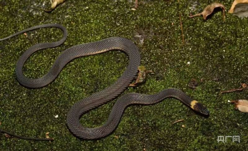 生态潇湘丨湖南发现蛇类新物种南山脊蛇