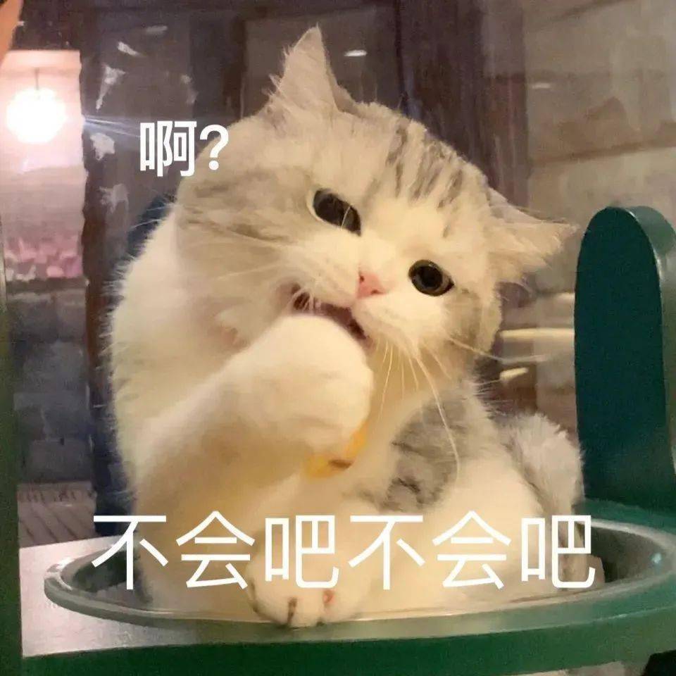 猫咪表情包文案图片