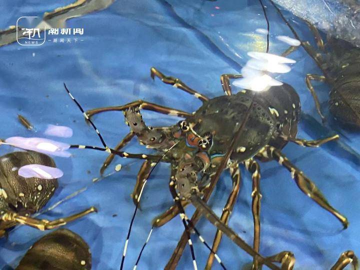 杭州乡厨忙到飞起,门面菜澳龙一夜断货,涨到600元一斤