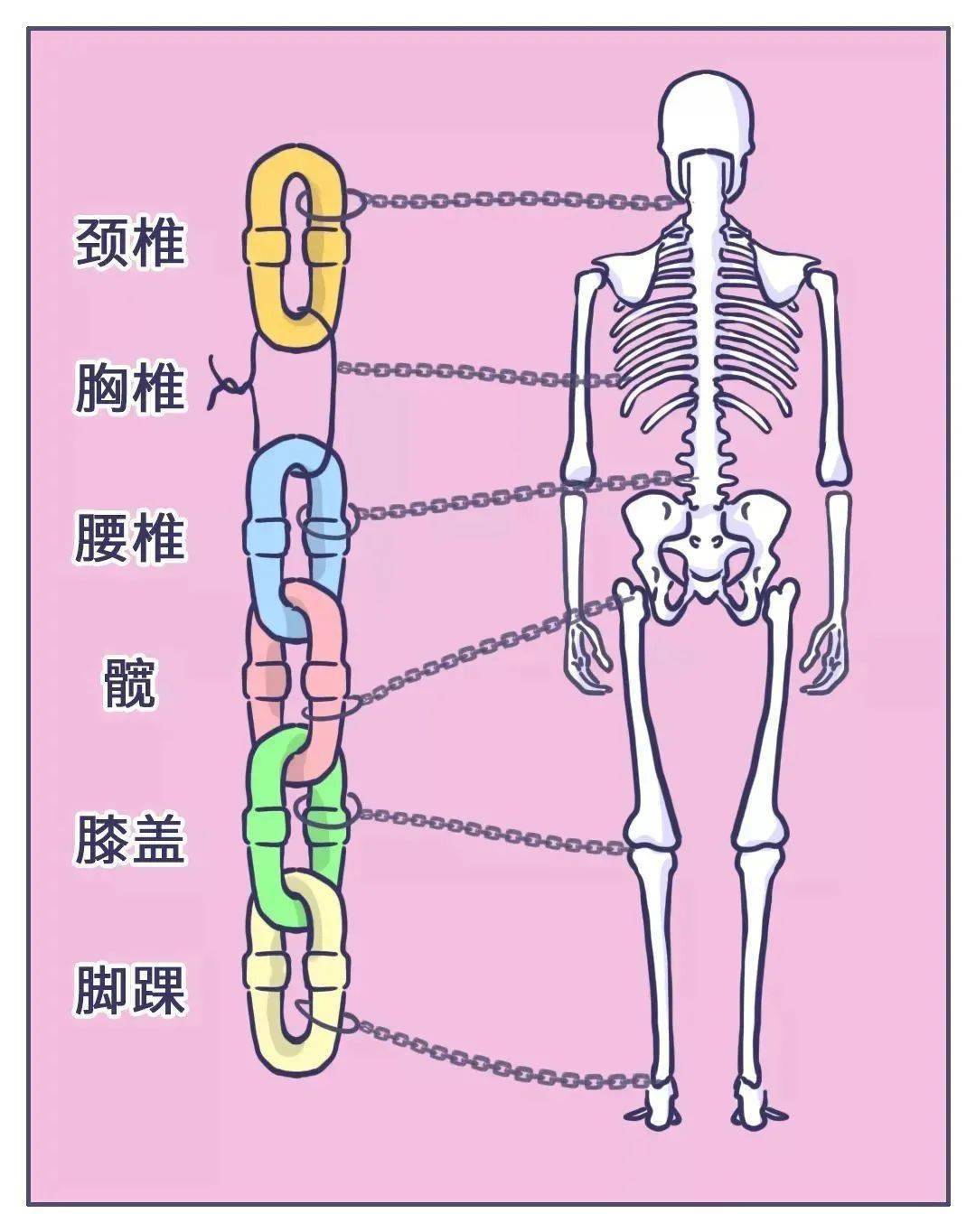 跷二郎腿骨盆图片