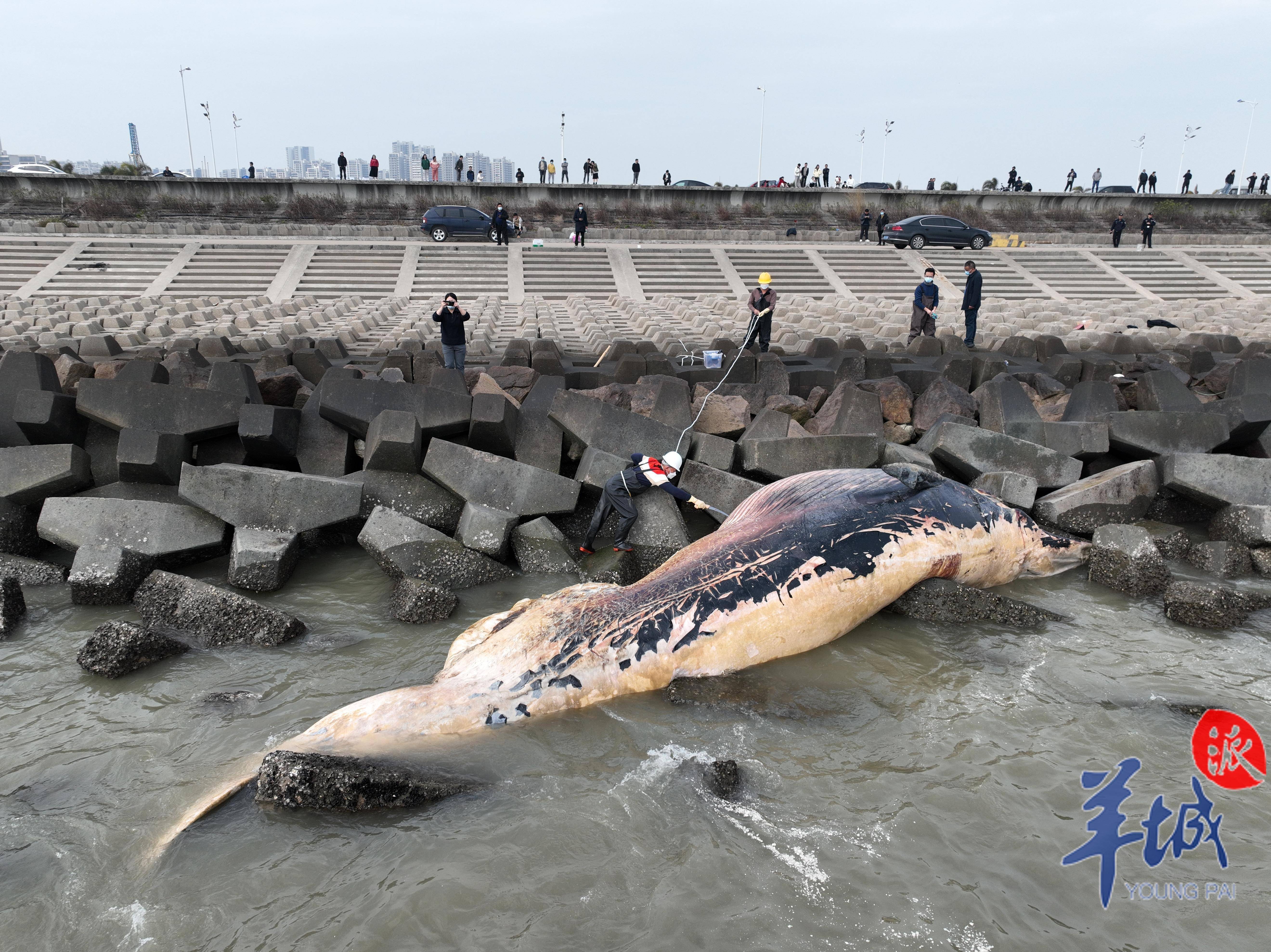 汕头东海岸出现一头死亡须鲸,专家已到场进行放气处理,大概率不