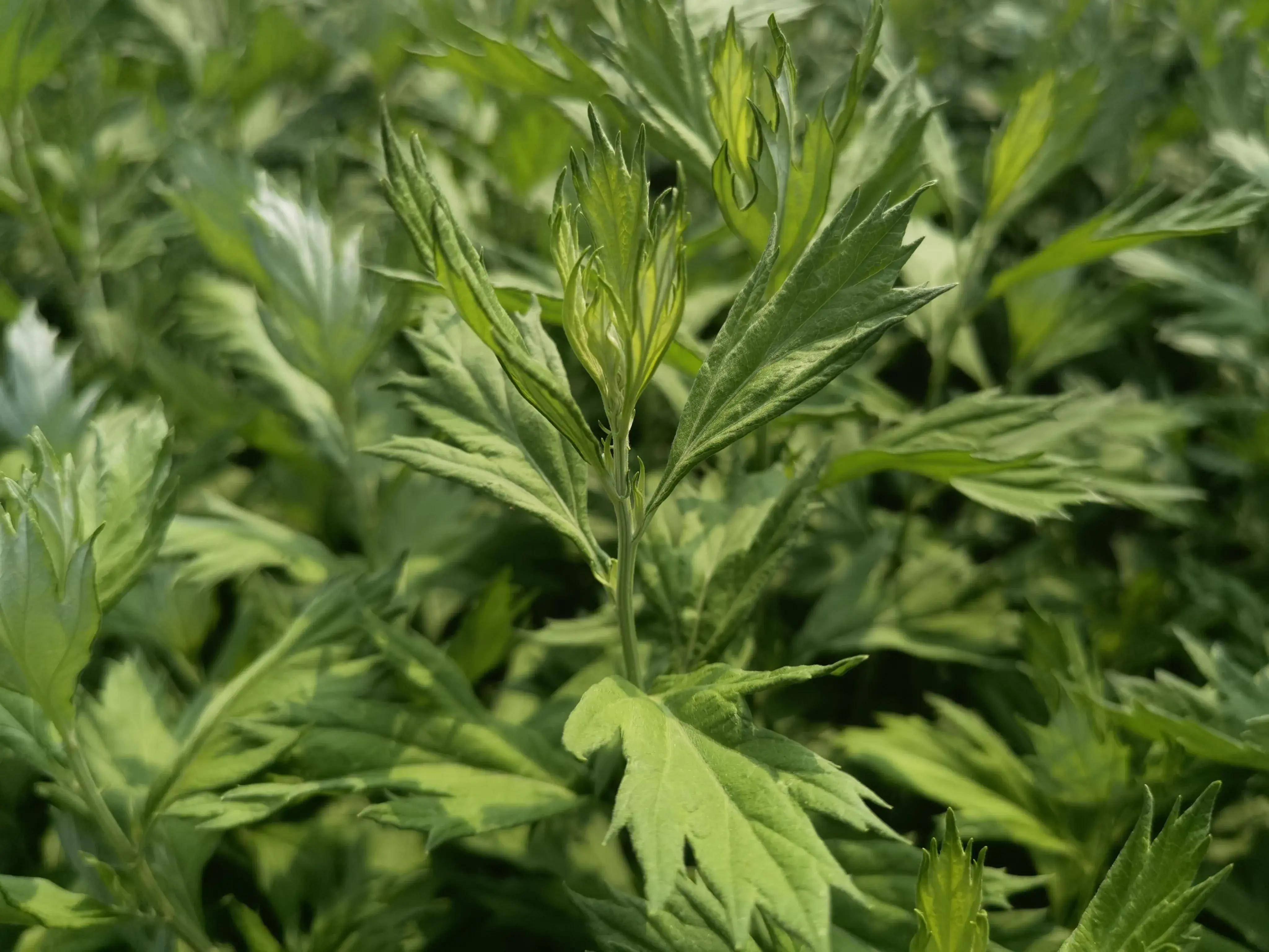 "南阳艾"有了团体标准_行业_制品_摄影