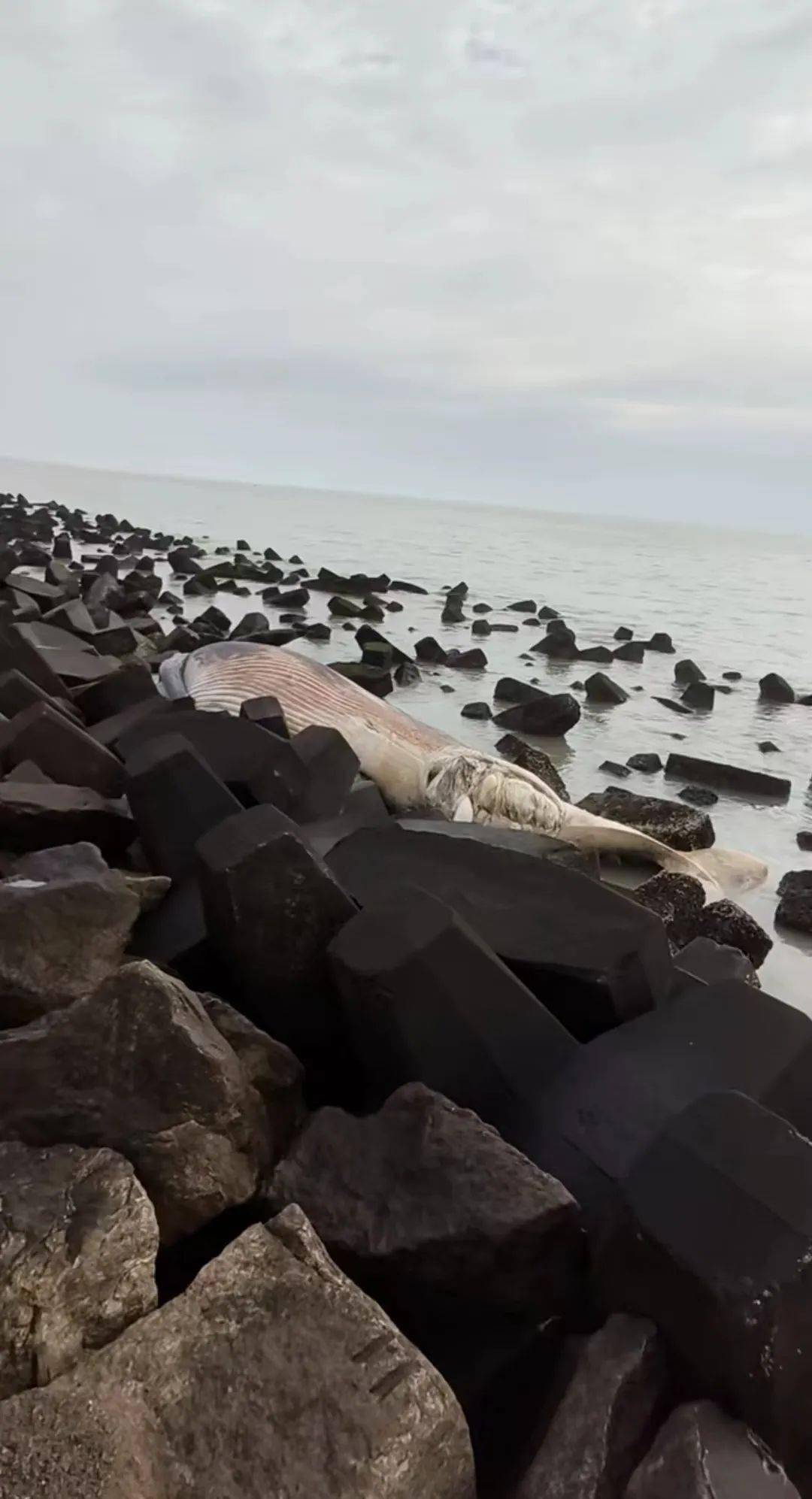 1月29日,网民反映汕头东海岸的海边出现一头死亡鲸鱼.
