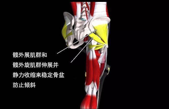 2,髖部肌肉緊張,無力解決方案建議:初學者伽人,可以多做一些開肩的