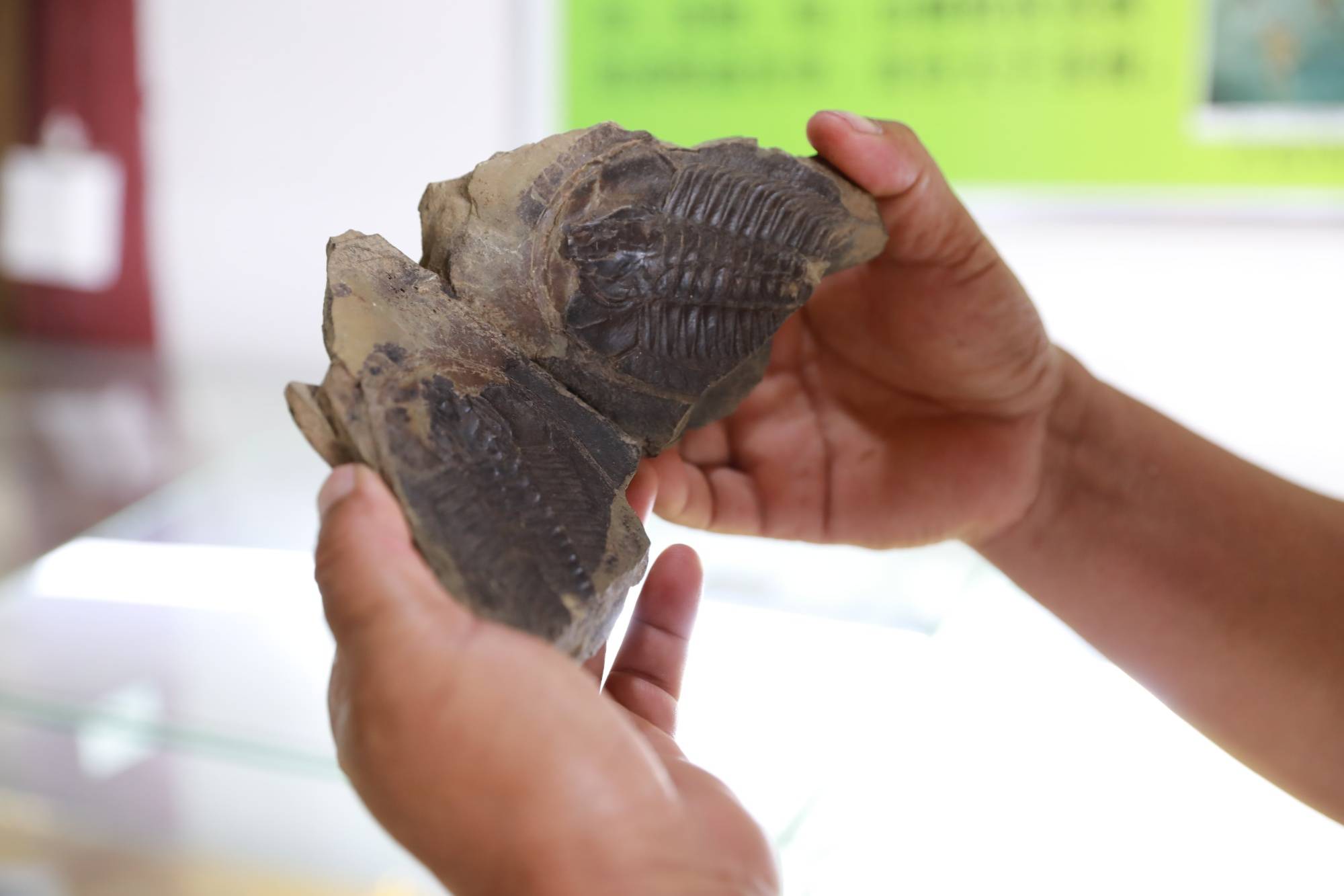 贵州剑河:点石成金 擦亮"金"字招牌_化石_钉子_古生物