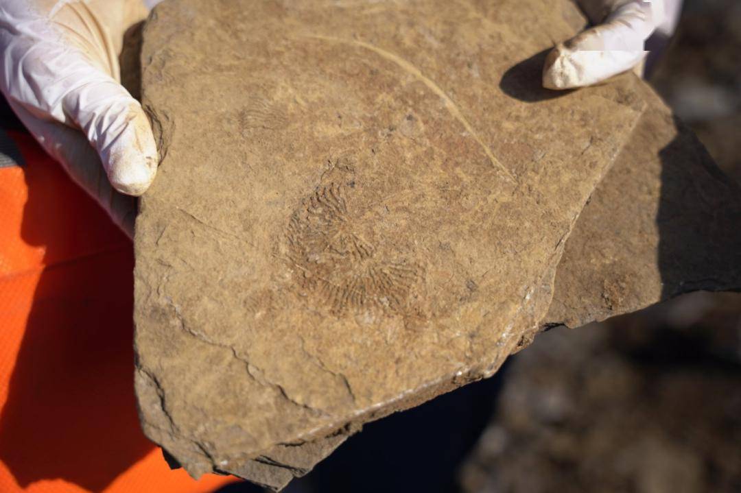 活动——"大国重器与贵州龙"科学实践活动(贵州篇)_化石_中国_过程