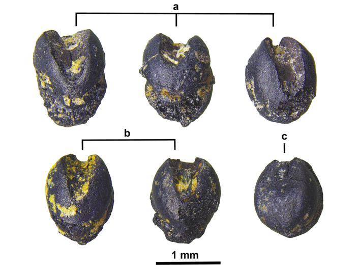 屈家岭遗址出土的炭化粟屈家岭文化彩陶纺轮专家考察屈