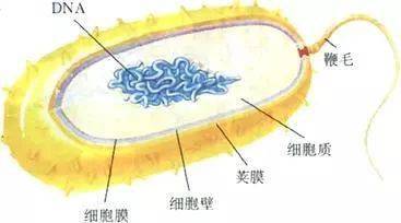 細菌是單細胞個體,其細胞由細胞壁,細胞膜,細胞質等部分構成,但沒有