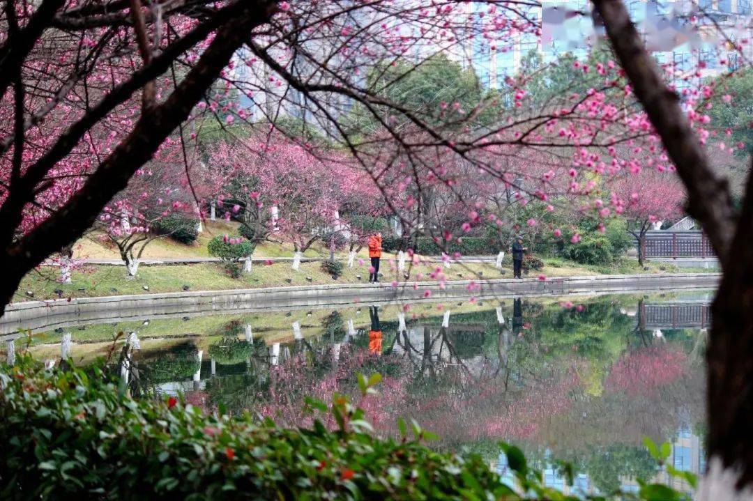 【图说·绍兴】世茂梅龙湖赏梅