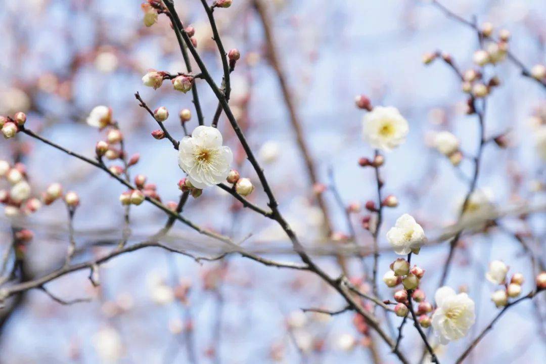 梅花_孤山_杭州