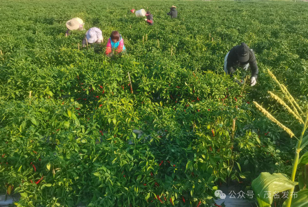 茂南镇街商会全覆盖:赋能"百千万工程",激活乡村新活力_茂南区_帮扶