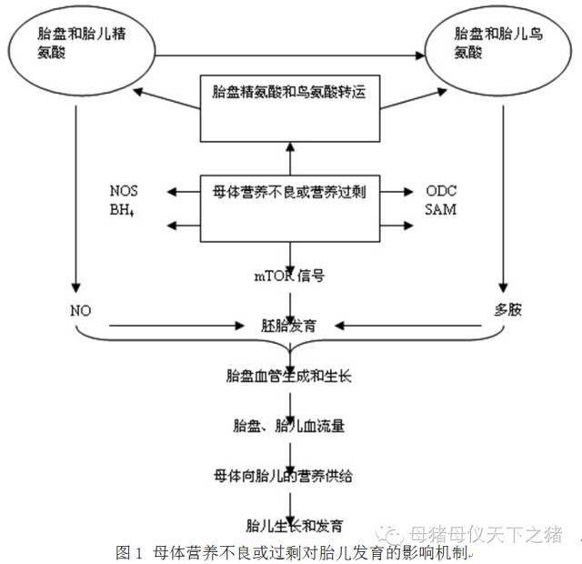 子宫内胎儿发育迟缓是养猪生产中的严重问题,如何做好妊娠母猪的营养