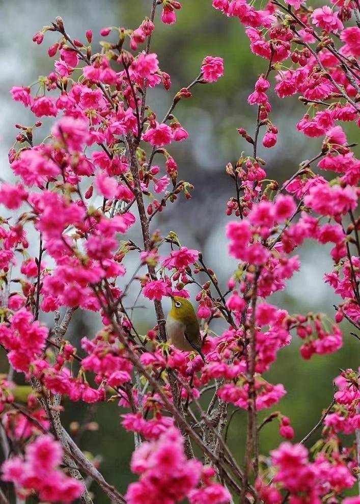 七星岩的樱花开啦,春节花期,快来赏樱吧!_吴勇强_西江_肇庆市