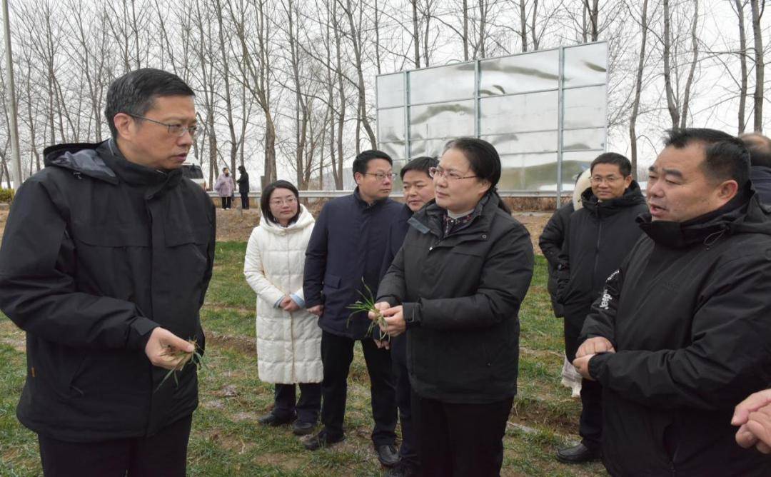 省农业农村厅厅长季辉一行来到宿迁实地调研小麦冬季小麦苗情,副市长