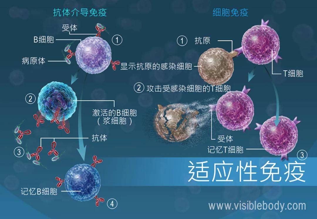 t细胞瞄准病毒或真菌感染的细胞,癌细胞和移植细胞
