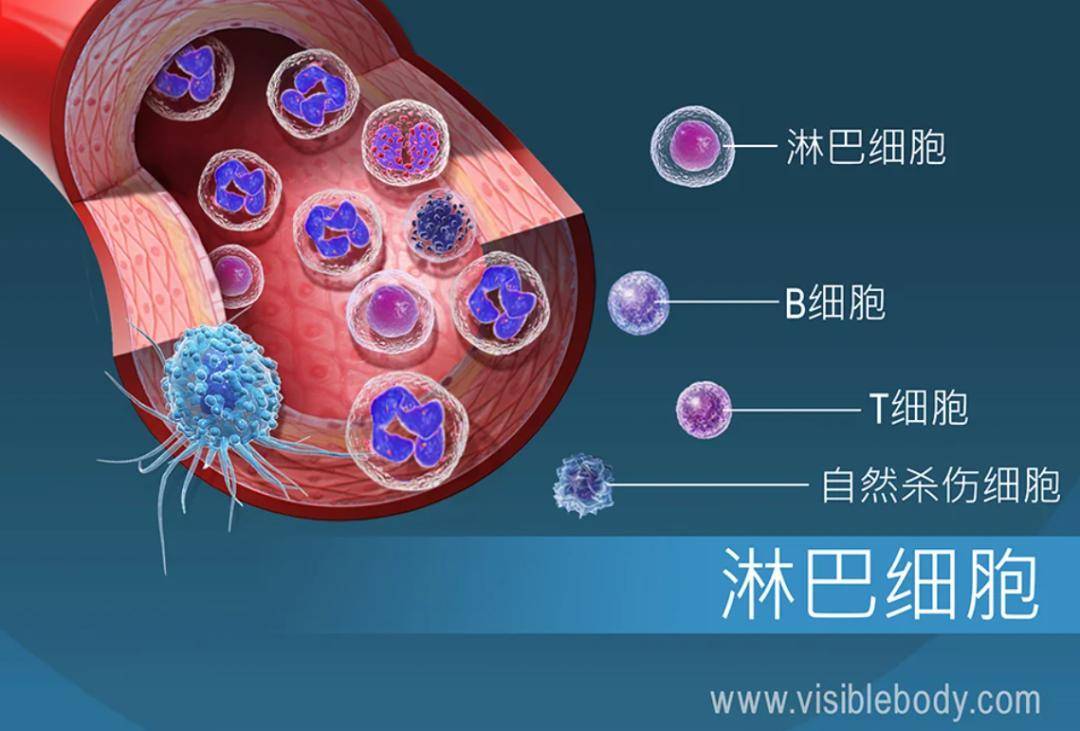 免疫系统是如何保护人体的?