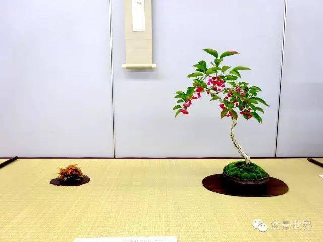 卫矛熟了_盆景_陈默_cm