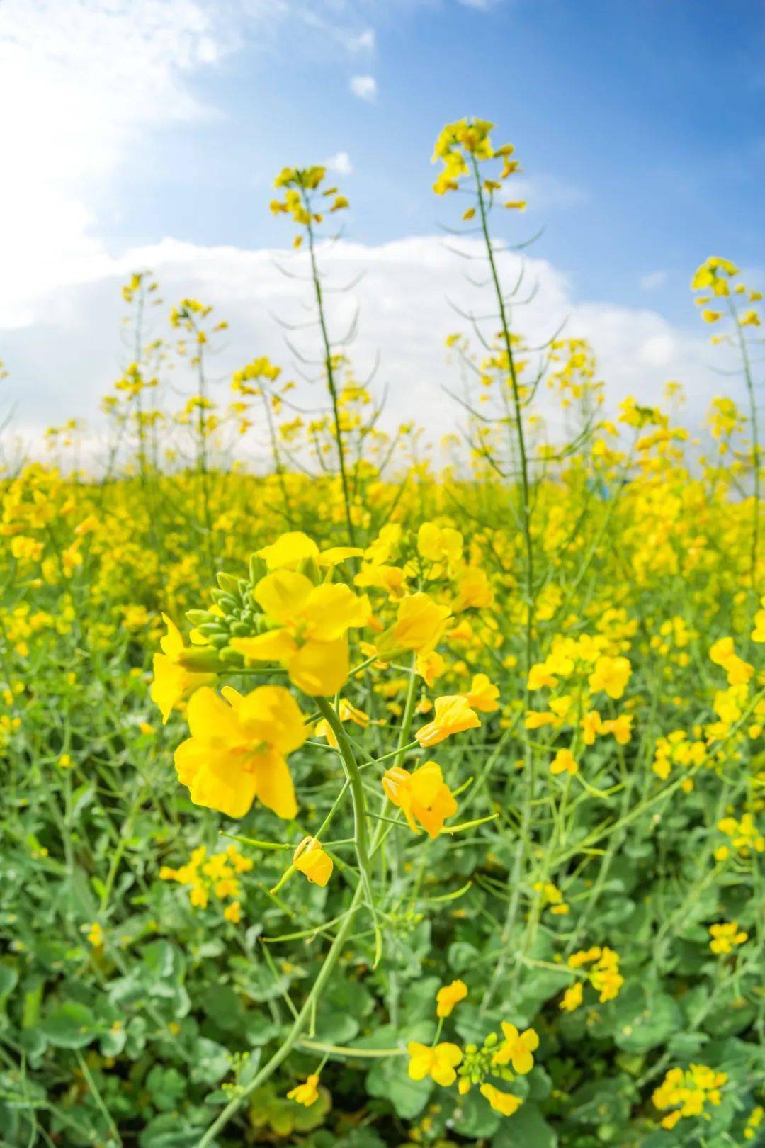 油菜花没开花之前图片图片