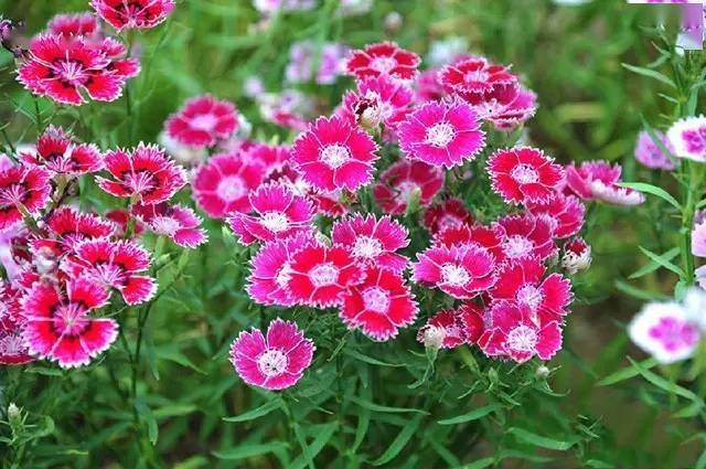 16种 · 自带喜气的植物_客厅_黄玫瑰_康乃馨